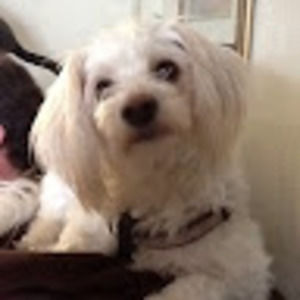 Meet your Posher, Sheila j.